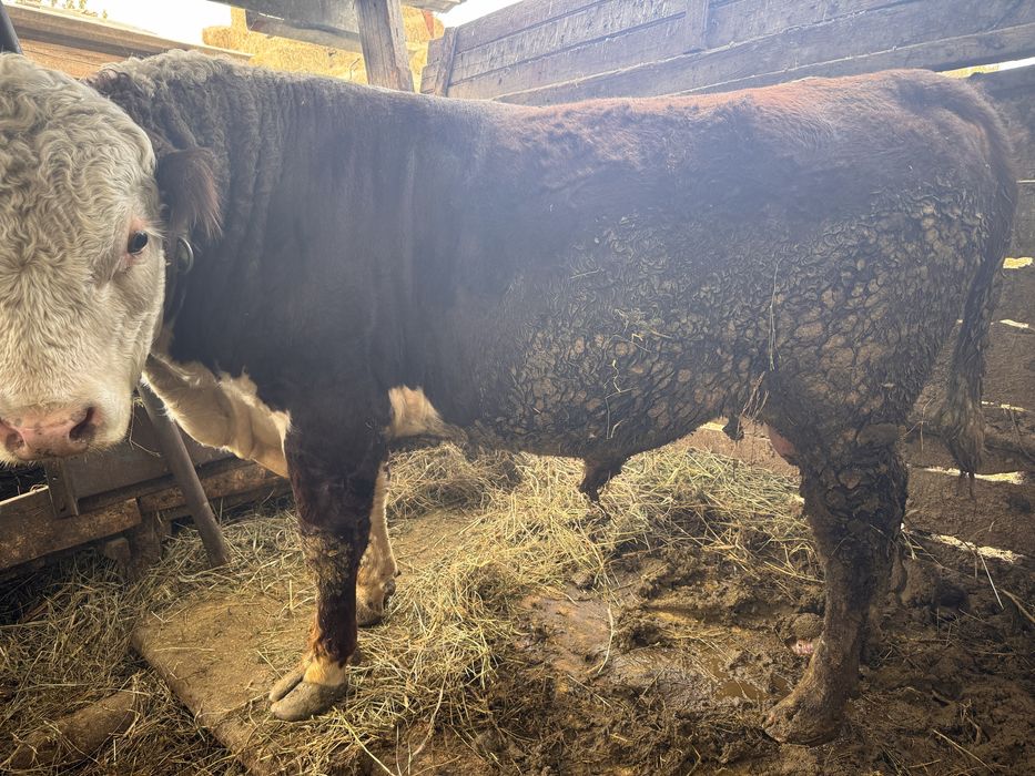 Белаголовый 1.6.