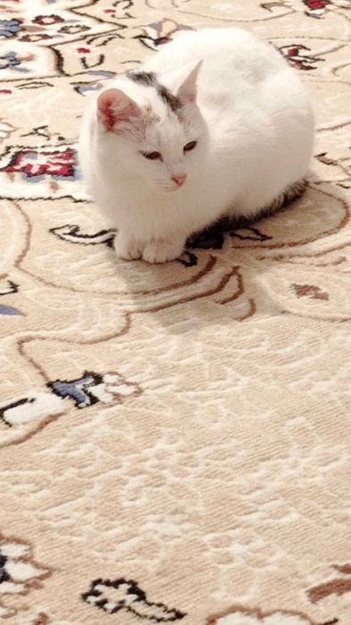 Отдам котов и кошек в добрые руки