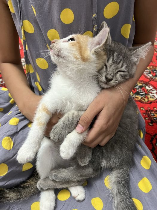 Urganch shahrida ikkita mushuk hadyaga bariladi . Ikki yarim oylik.