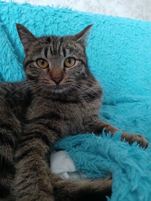 От дам кошечку в добрые руки