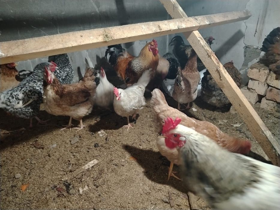 Куриные яйца для инкубатора