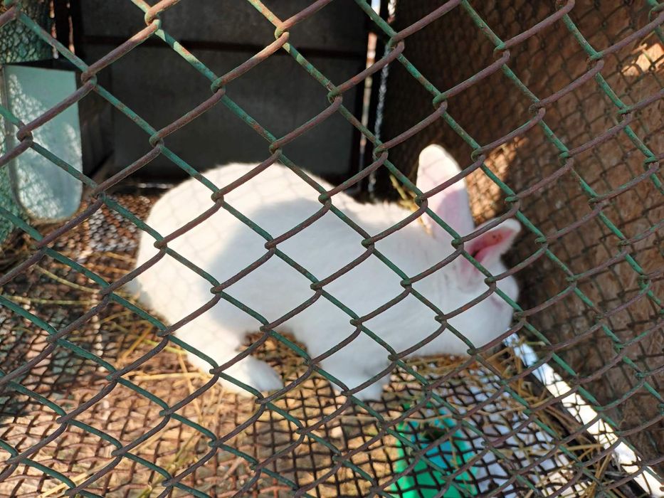 Зайци цика  женски и мъжки