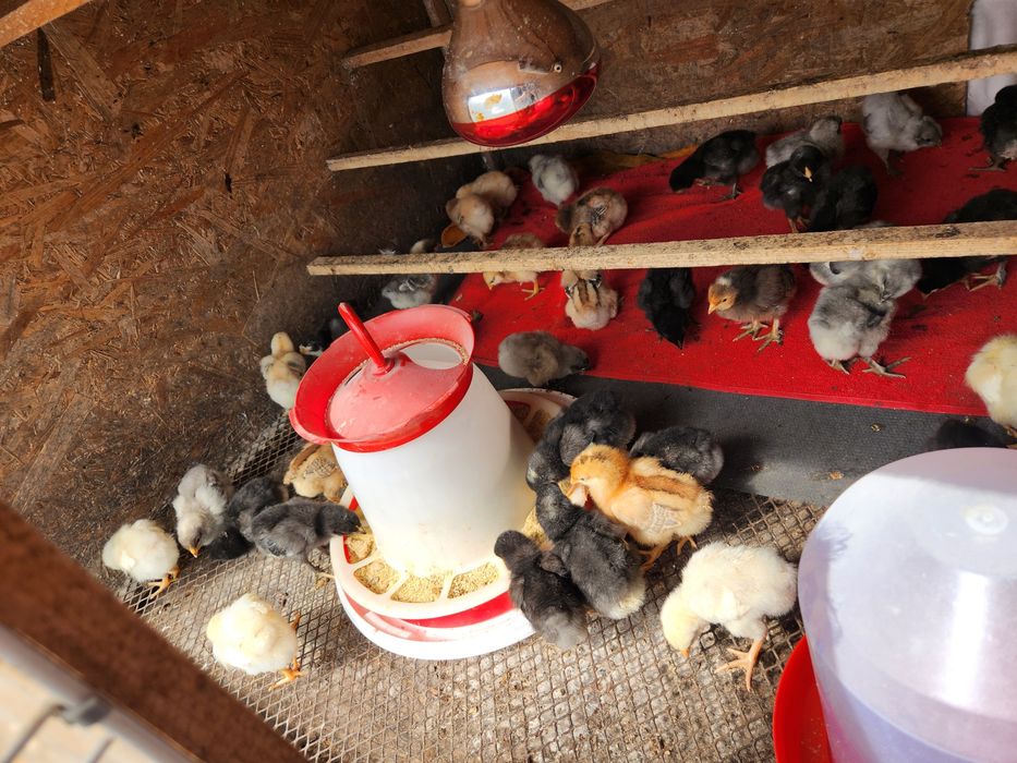 Pui Australorp dar si alte rase selectate vârste diferite