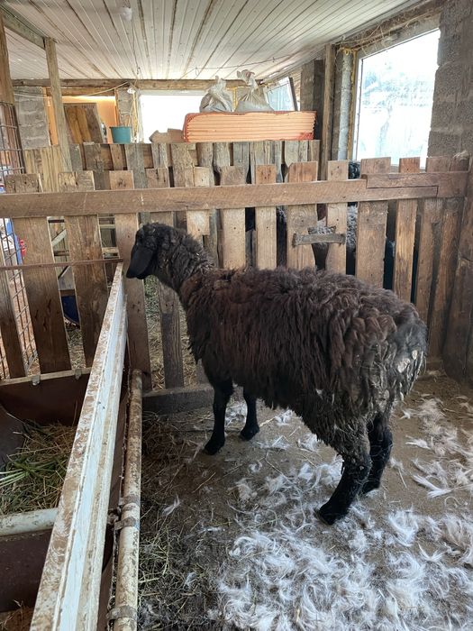 Кой сатылады семыз