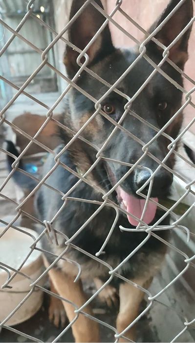 Пропала собака овчарка