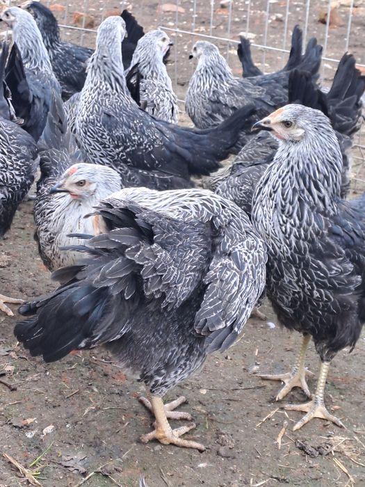 Puicute de oua de 4 luni