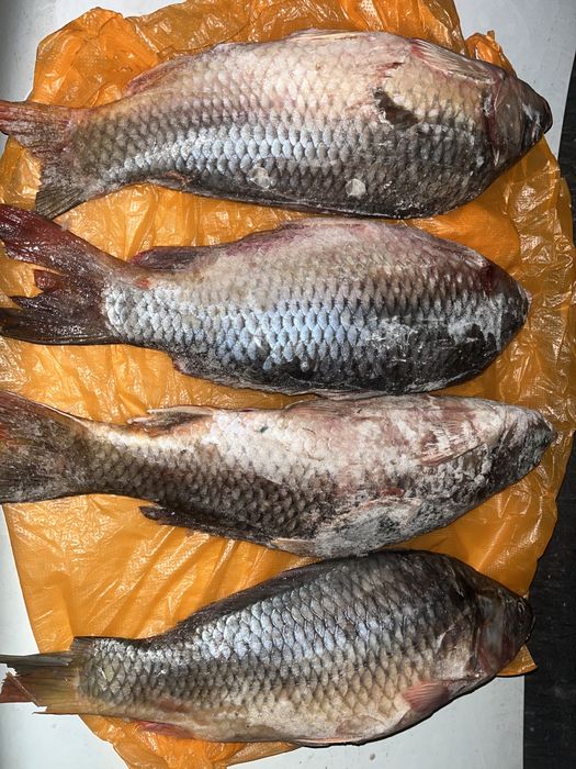 Продам рыбу сазан