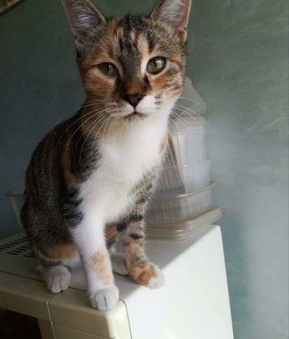 Отдам в хорошин руки котят