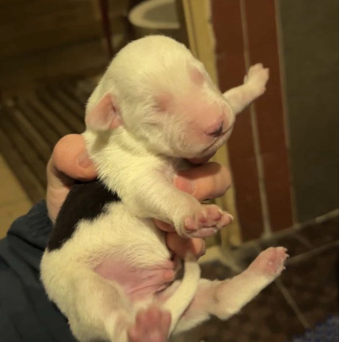 отдам щенят в добрые руки