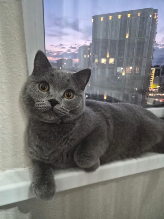 Продам британец короткошеостный