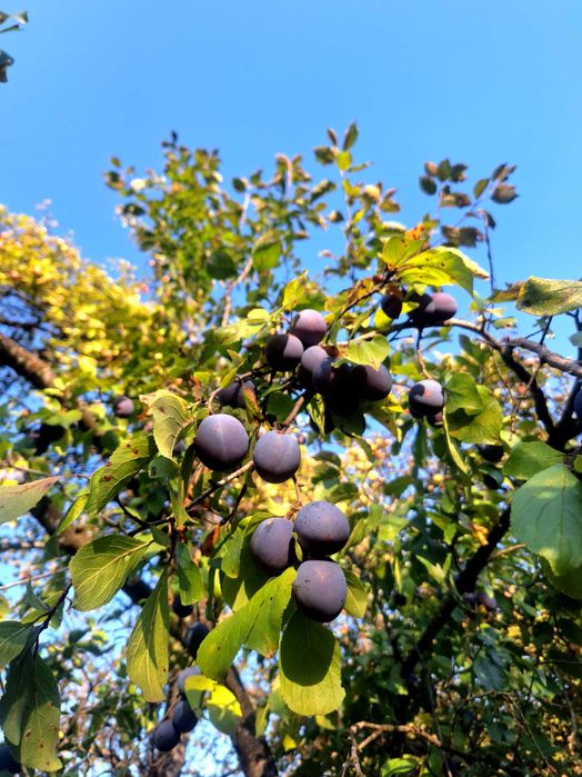 Prune grase pentru țuică, 2,5 lei/kg