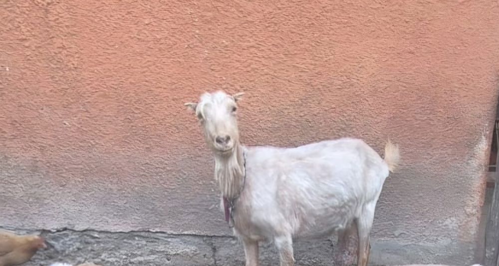 Capra de vanzare