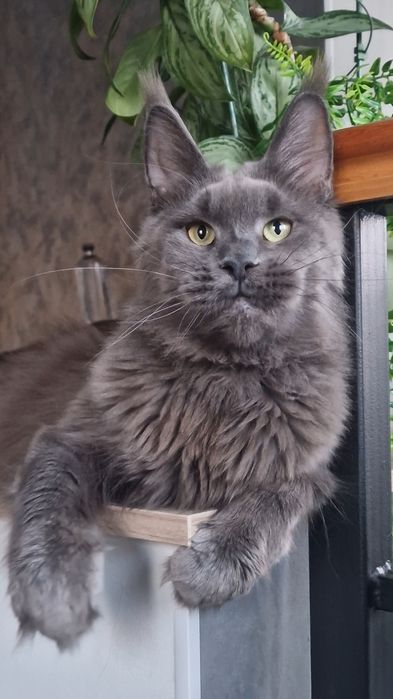 Мейн-кун девочка