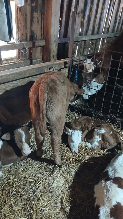 Vand vitei foarte frumosi