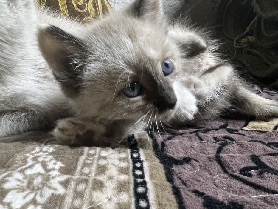 Отдадим котенка девочка