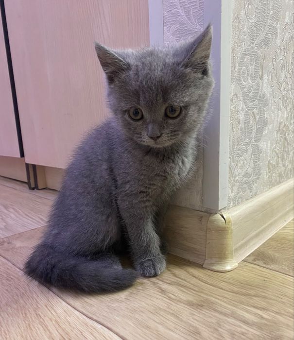 Продам котенка , 2 месяца