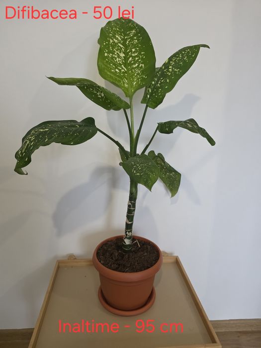 Vand flori de camera