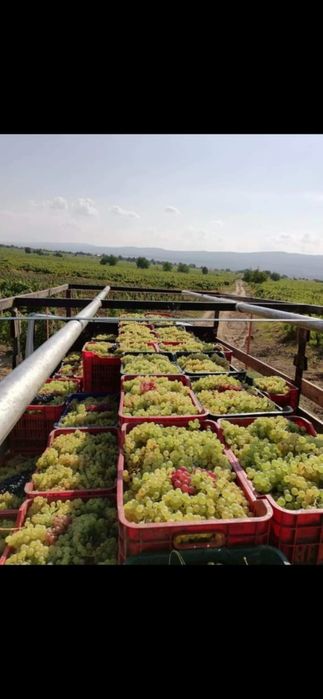 Vând struguri pentru vin