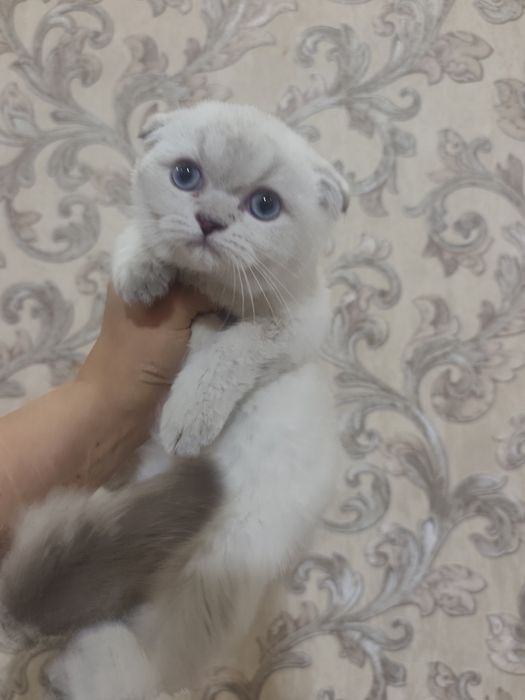 Скоттиш фолд девочка шиншилла поинт