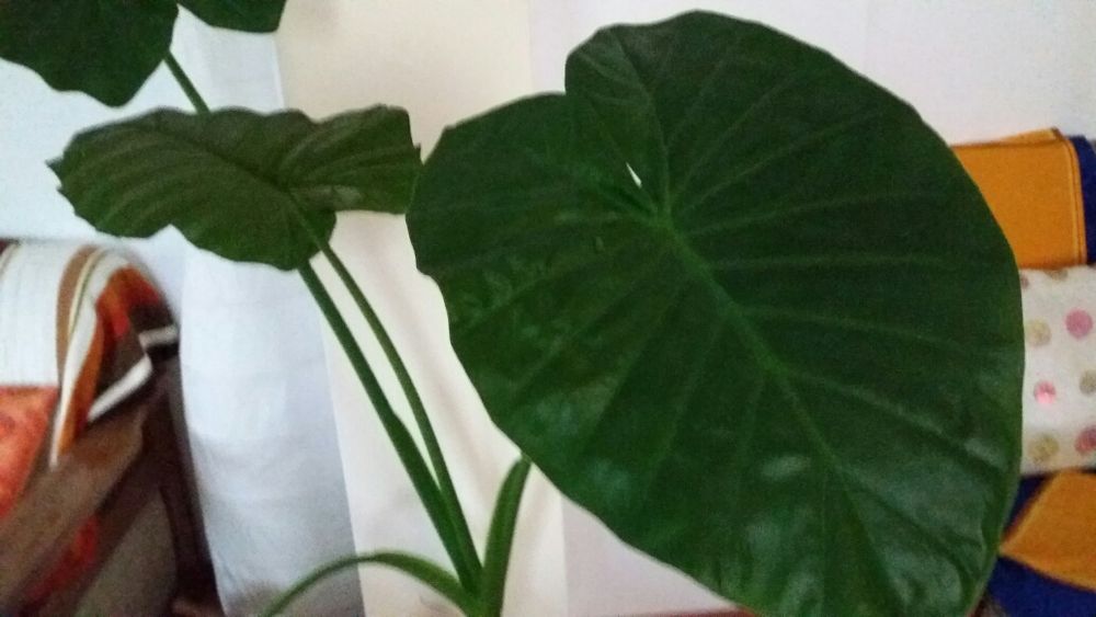 Plante exotice și de terase