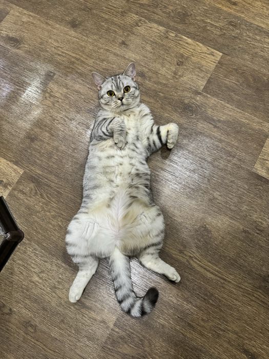 Отдадим в хорошие руки