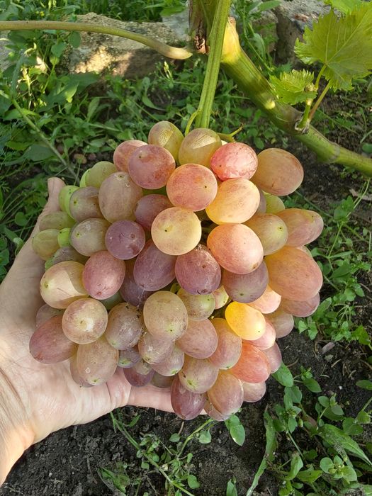 Продам дачу СО. Горизонт