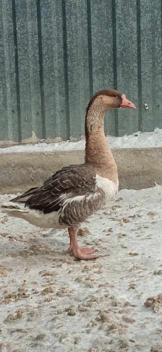 Продам молодого гусака