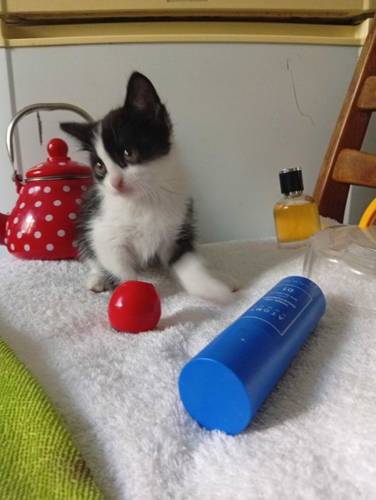 Продам гладкошерстных котят