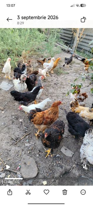 Păsări de anul acesta,schimb cu capre metis. Oi ..etc