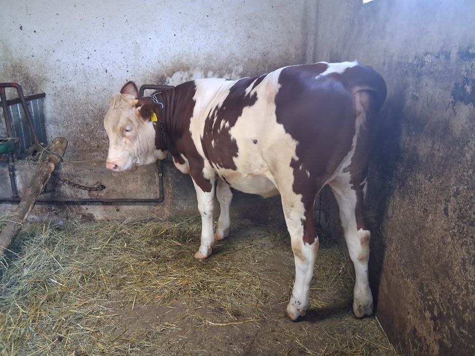 Juninca baltata românească!