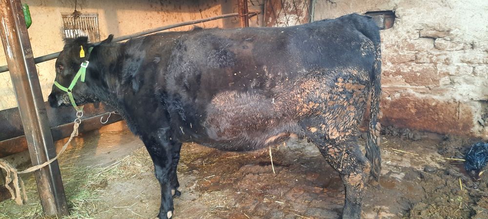 Соглом сментал юуккамиз сотилади