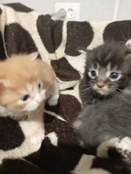 Котятки мейн-куна