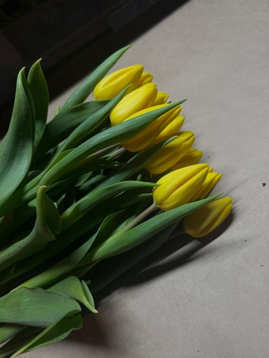 Продам тюльпаны Голландия