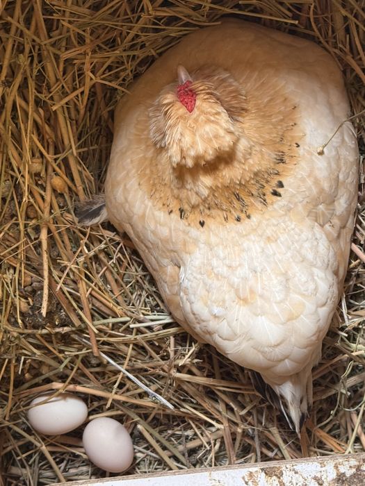 Инкубационные яица