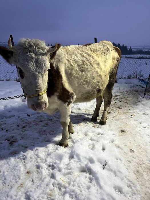 De vanzare vaca de 3 ani