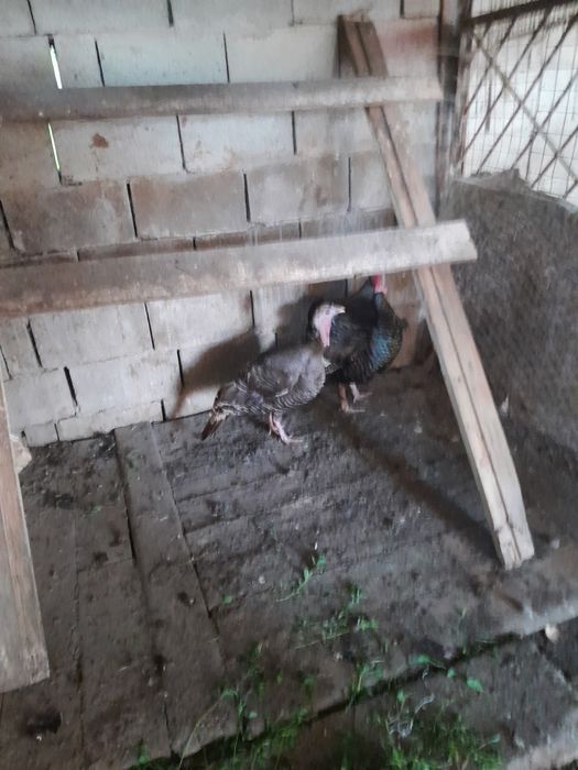 Продам пару индюков, самец и самку