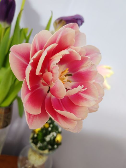 Тюльпаны оптом..