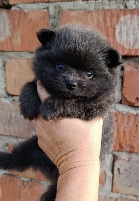 Продам щенков немецкий шпиц