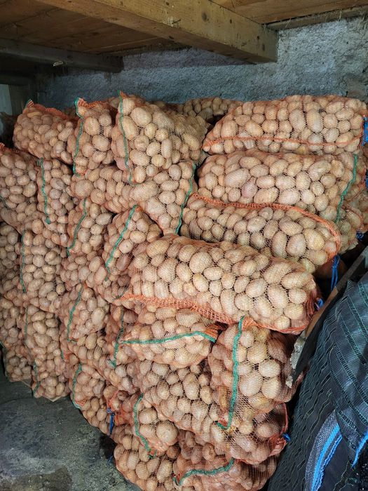 Cartofi consum,Marabel,miez galben