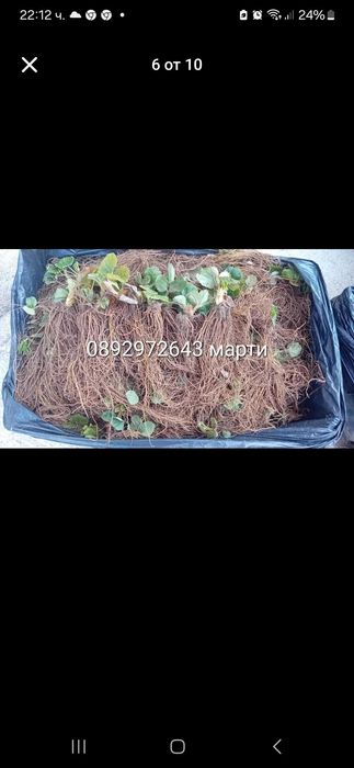 Разсад ягоди и малини