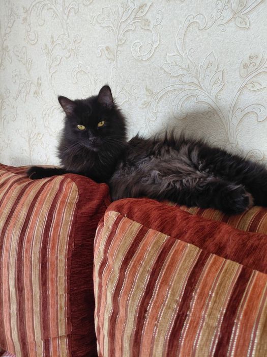 Черный кот ищет дом