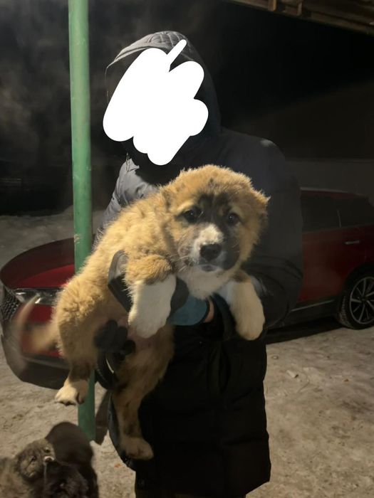 Щенки Алабая привитые