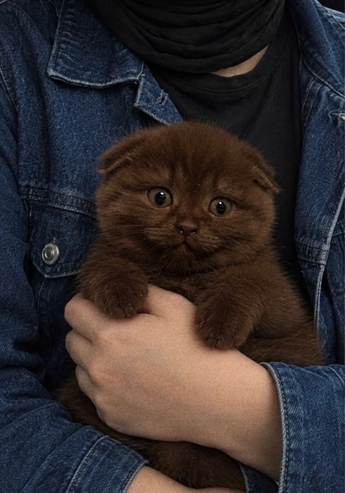 Шикарные шотландцы! Котята скоттиш фолд