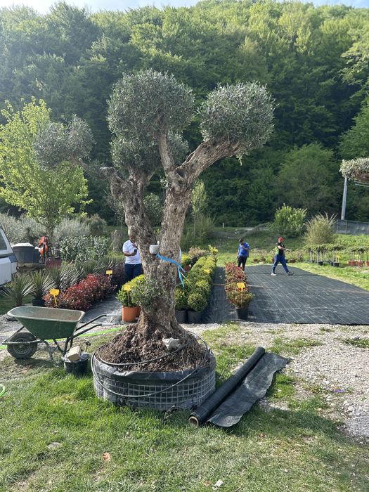 Maslini seculari si bonsai de vanzare