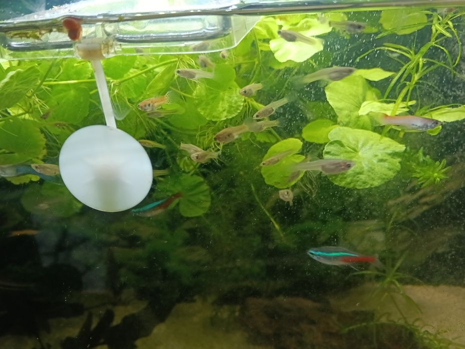 Pești Guppy Endler