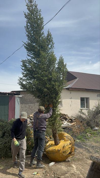 Ель Сосна деревья Клен Береза Рябина Тополь