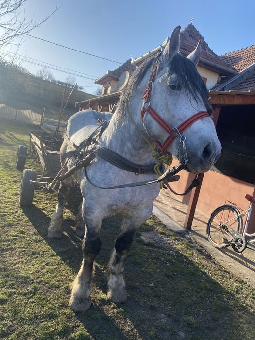 Armasar de vanzare sau schimb