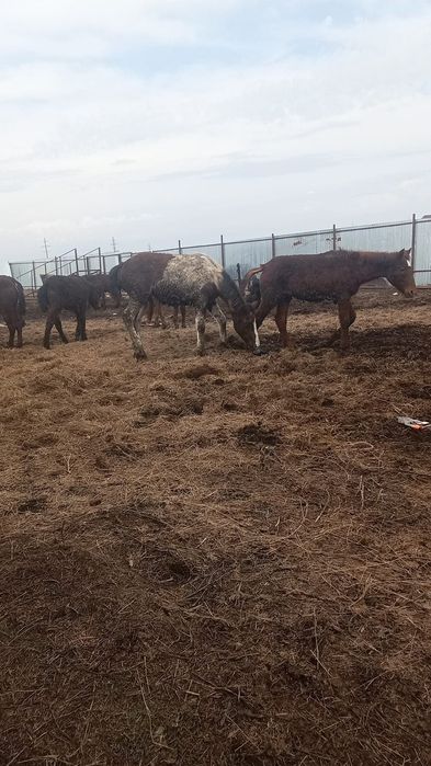 Ассалаумағалейкум. Откормде туған жабағылар бар. Подстепнойда.