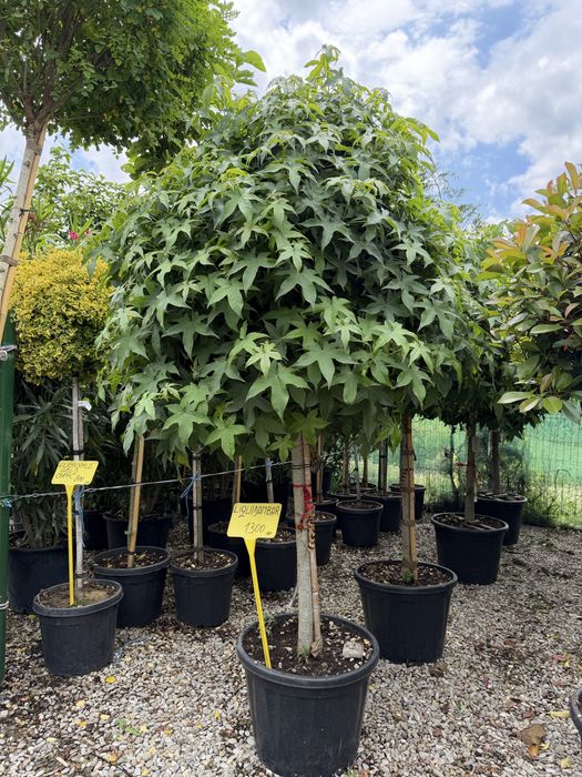 Liquidambar caitate extra