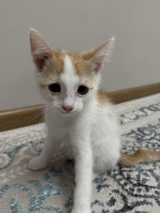 Кошка маленькая (рыжая)